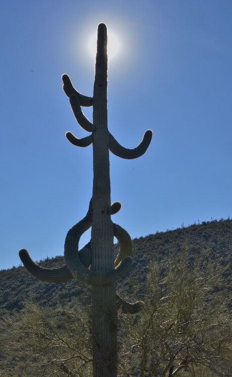 saguaro  with many arms